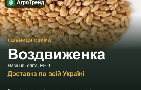 Насіння: пшениця озима Воздвиженка
