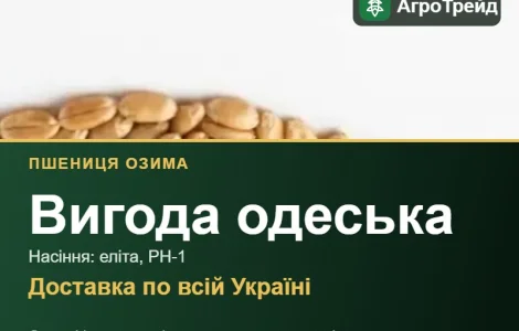 Озимая пшеница Вигода одесская — семена