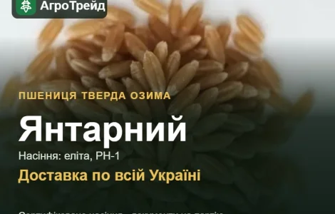 Насіння пшениці Янтарний, від 16 700 грн/т