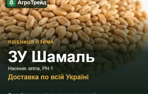 Пшениця ЗУ Шамаль для посіву