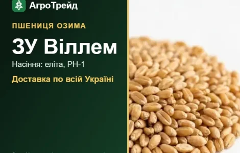 Пшениця ЗУ Віллем для посіву, від 14 800 грн/т