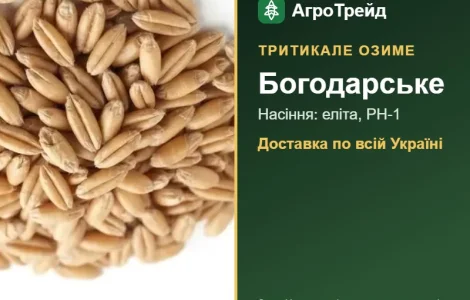 Богодарське — озиме тритикале, насіння