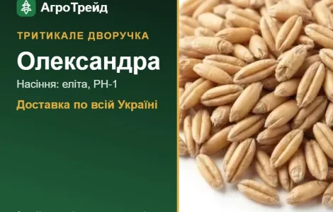 Посевное тритикале Александра