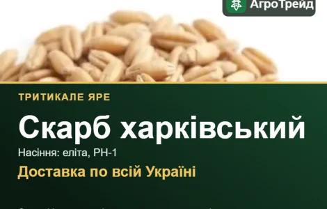 Тритикале Скарб харківский для посева