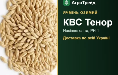 Озимий ячмінь КВС Тенор — насіння