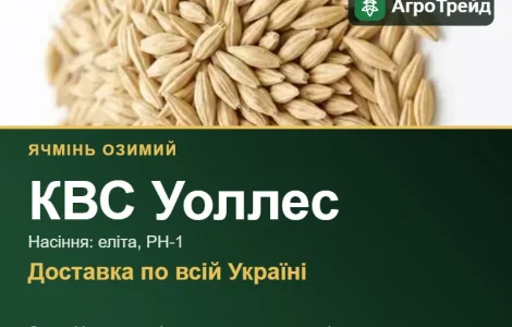 КВС Уоллес — озимий ячмінь, насіння