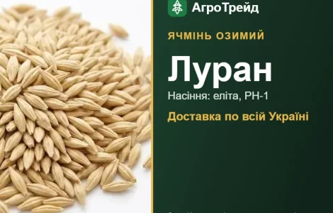 Насіння: ячмінь озимий Луран, від 15 800 грн/т