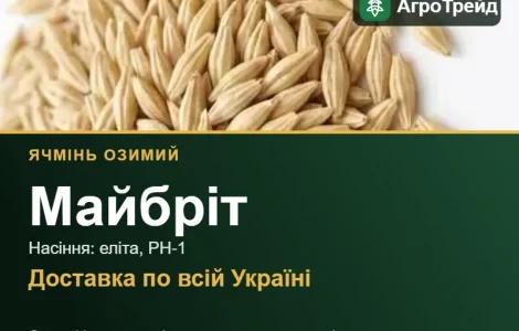 Посівний ячмінь Майбріт
