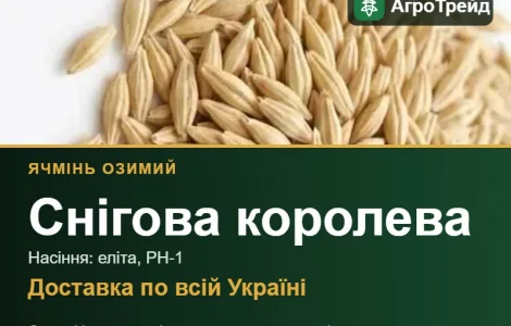Ячмінь Снігова королева для посіву