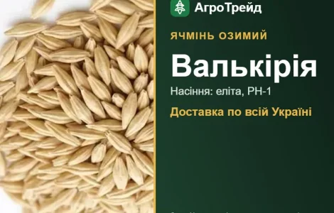 Насіння ячменю Валькірія