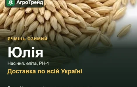 Юлія — озимий ячмінь, насіння
