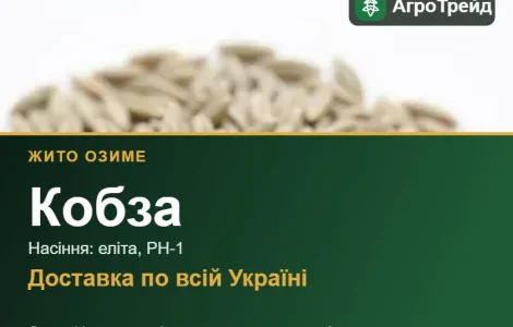 Кобза — озиме жито, насіння