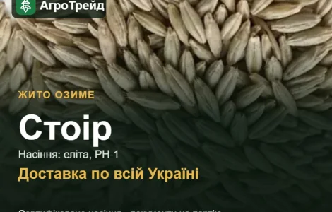 Купити жито Стоір на посів