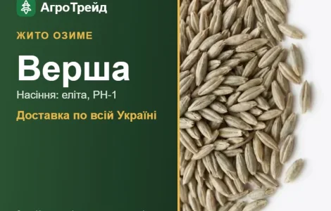 Насіння: жито озиме Верша