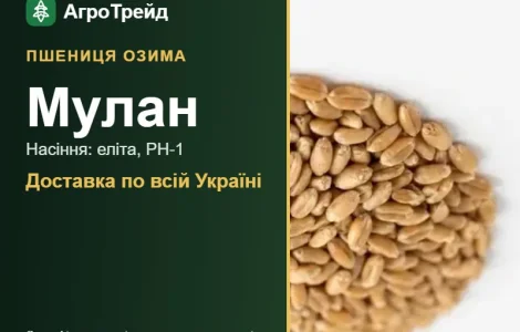 Пшениця Мулан для посіву