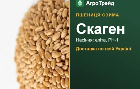 Пшениця озима Скаген — насіння