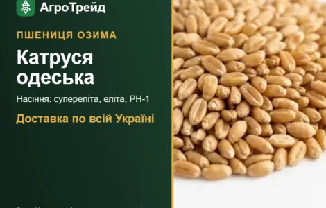 Озима пшениця Катруся одеська — насіння