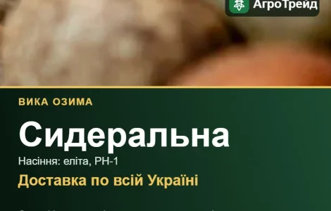Вика озима (сидеральна) — насіння еліта, РН-1