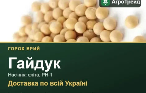 Купити ярий горох Гайдук на посів