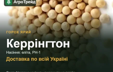 Посівний ярий горох Керрінгтон