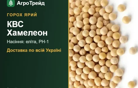 Горох ярий КВС Хамелеон — насіння