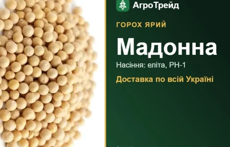 Мадонна — ярий горох, насіння, від 24 600 грн/т