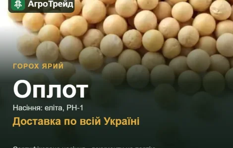 Оплот — яркий горох, семена