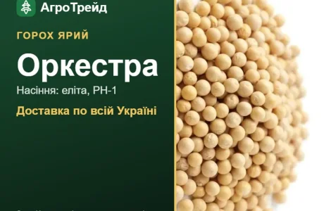 Насіння ярого гороху Оркестра