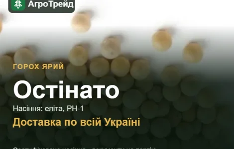 Остінато — ярий горох, насіння