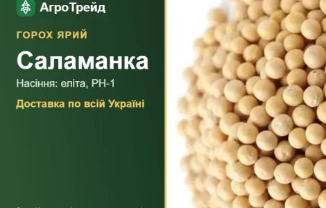 Ярый горох Саламанка — семена, от 24 600 грн/т
