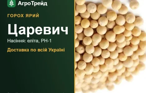 Царевич — ярий горох, насіння