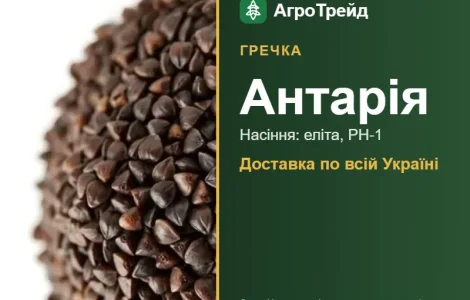 Антарія — гречка, насіння
