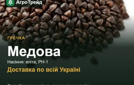 Гречка Медовая для посева