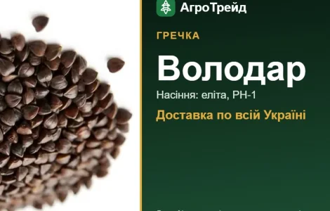 Гречка Володар — насіння