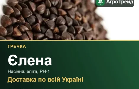 Гречка Елена для посева
