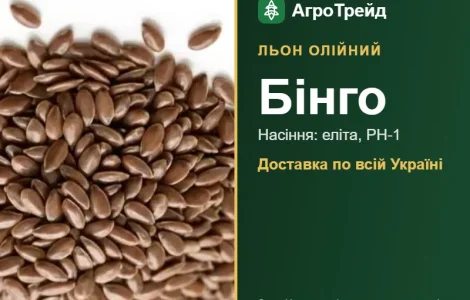 Масличный лен Бинго — семена