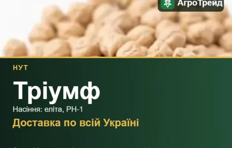 Нут Тріумф — насіння