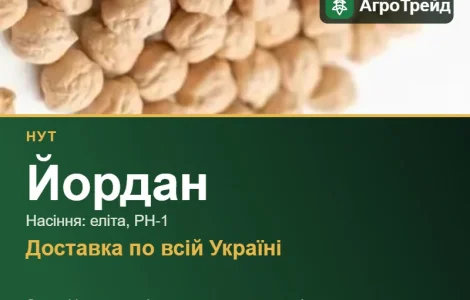Йордан — нут, насіння