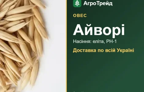 Овес Айворі — насіння
