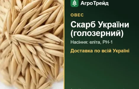 Овес Скарб України (голозерний) — насіння