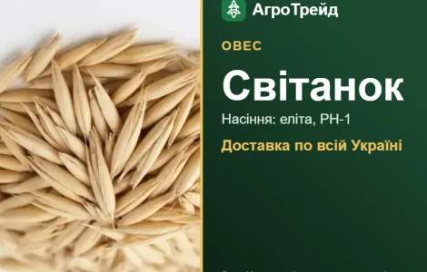 Світанок — овес, насіння