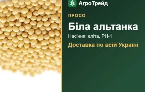 Белая альтанка — просо, семена, от 34 400 грн/т