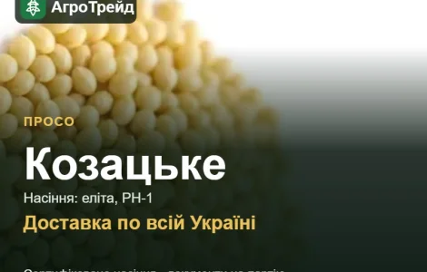 Насіння проса Козацьке