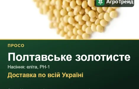 Полтавское золотистое — просо, семена