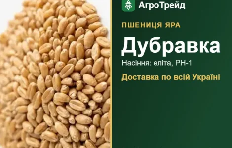 Дубравка — яра пшениця, насіння