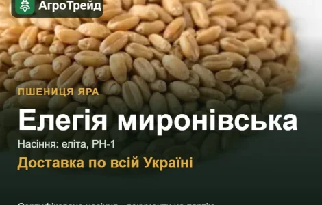 Яра пшеница Элегия мироновская — семена