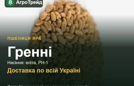 Гренни — яра пшеница, семена
