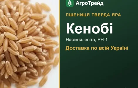 Пшениця тверда яра Кенобі для посіву