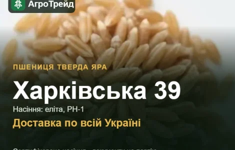 Пшеница твердая яра Харьковская 39 — семена