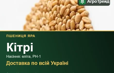 Пшеница яра Кітрі — семена